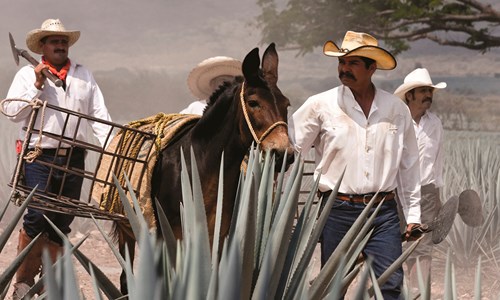 Tequila Jalisco