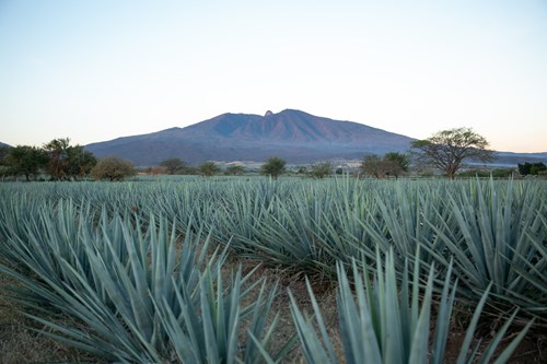 agaves tequila jalisco