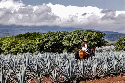 Fotografía de una mujer cabalgando por los campos de agave cercanos al Pueblo Mágico de Tequila