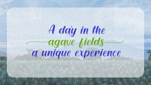 A day in the agave fields a unique experience